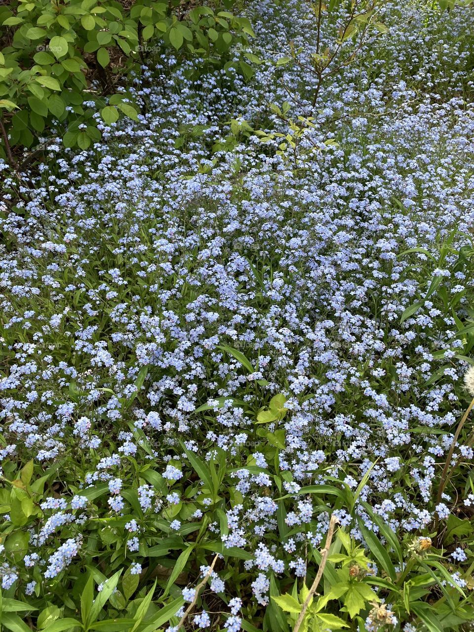 Field of flowers, looking out into a sea of flowers, flowers in the field, flowers in bloom 