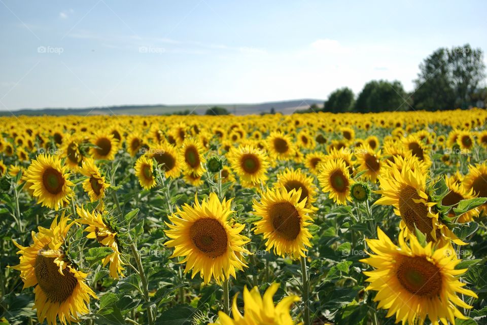 Sunflower field