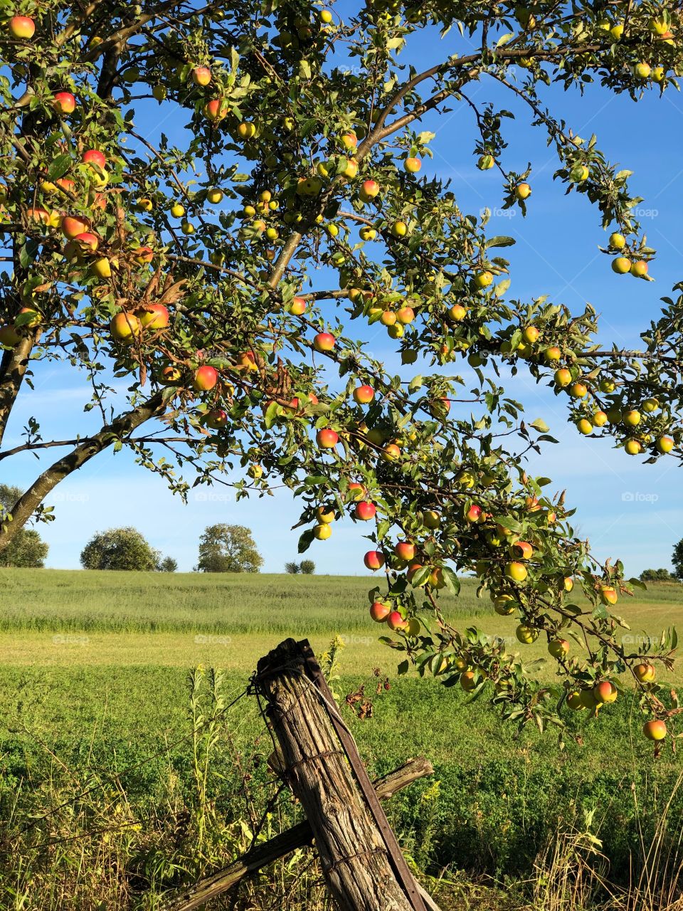 Wild crabapple tree loaded with fruit on the farm. 