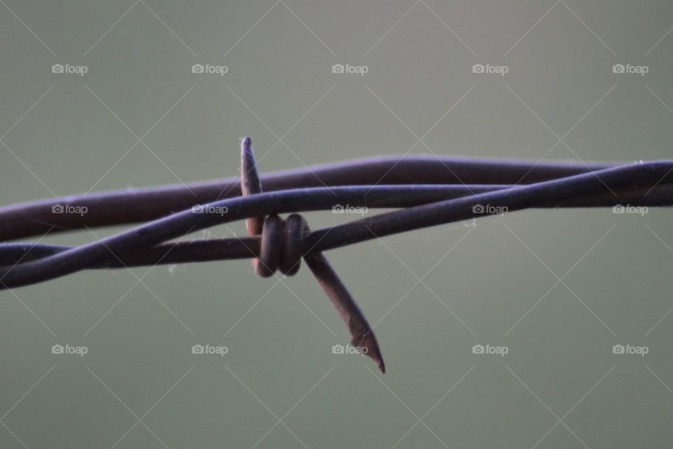 Barbed wire. 