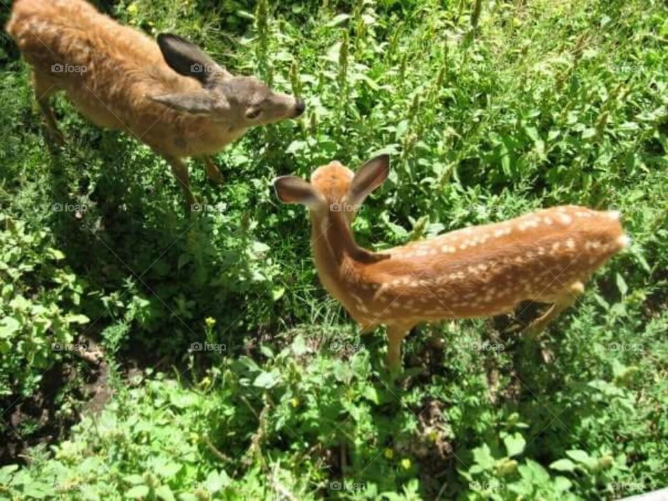 Doe and fawn deer.