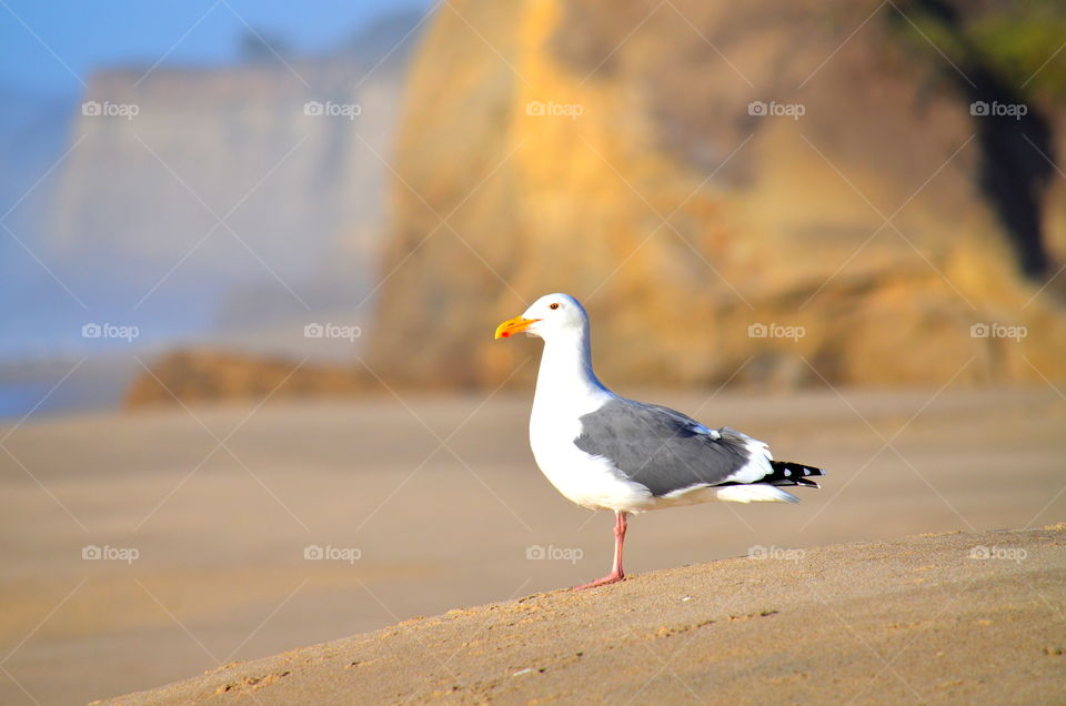 seagull