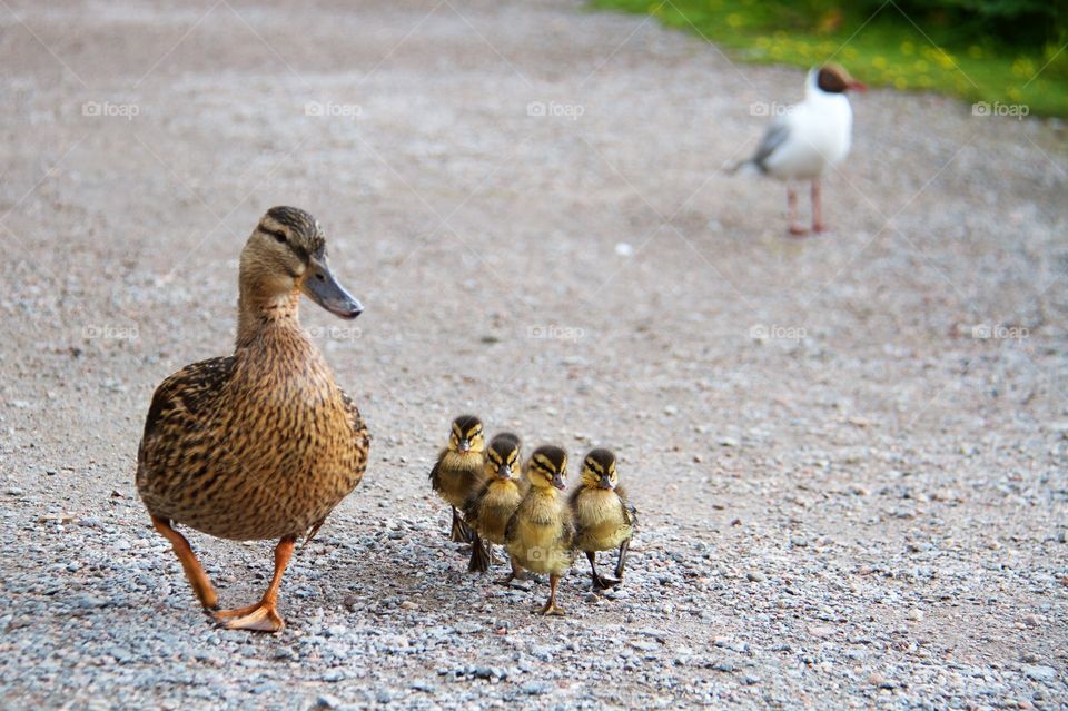 Duck and duckling