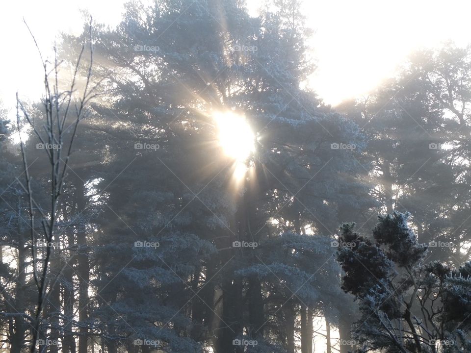 Illuminating sun rays in the forest 