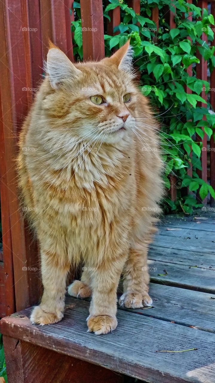 Orange long haired cat