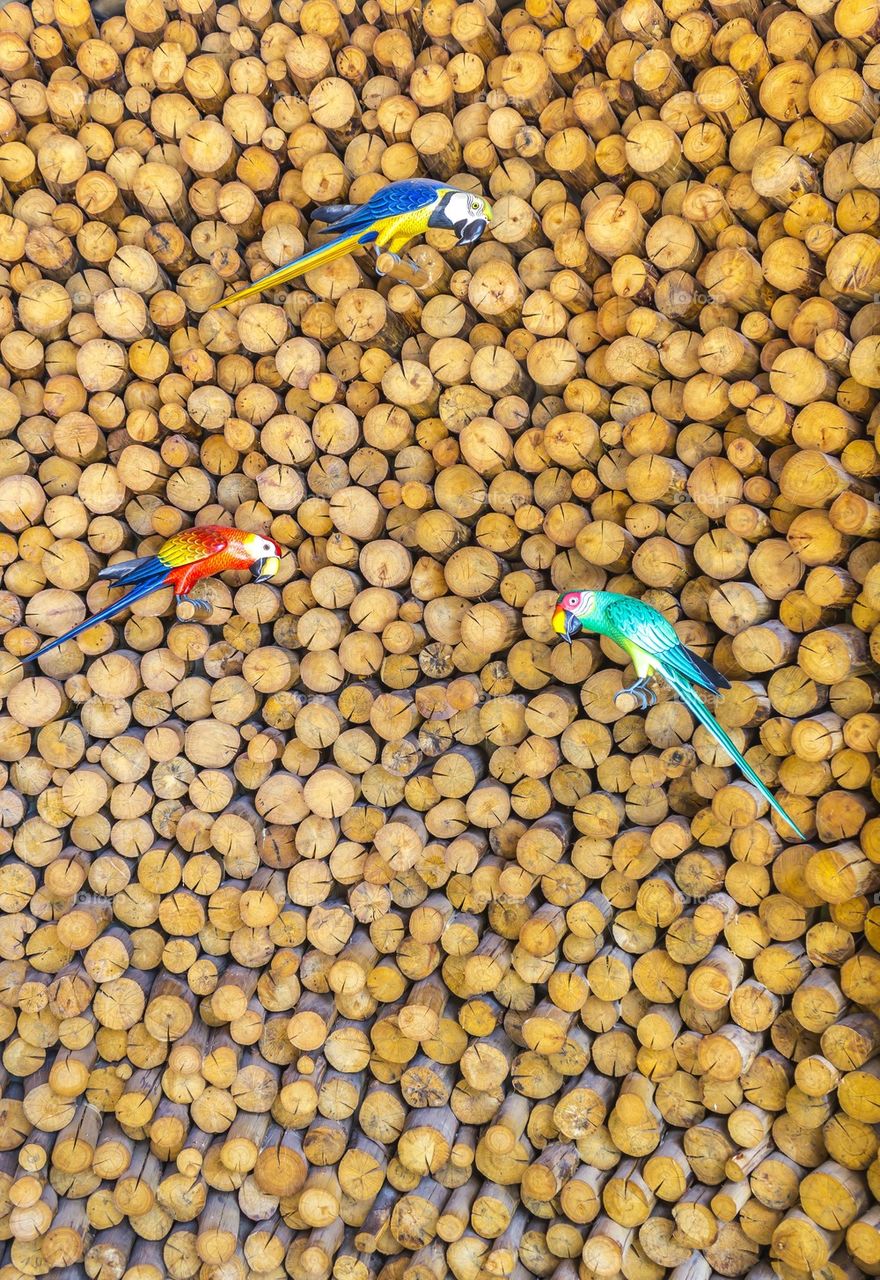 Decorative wood carved parrots on log wall