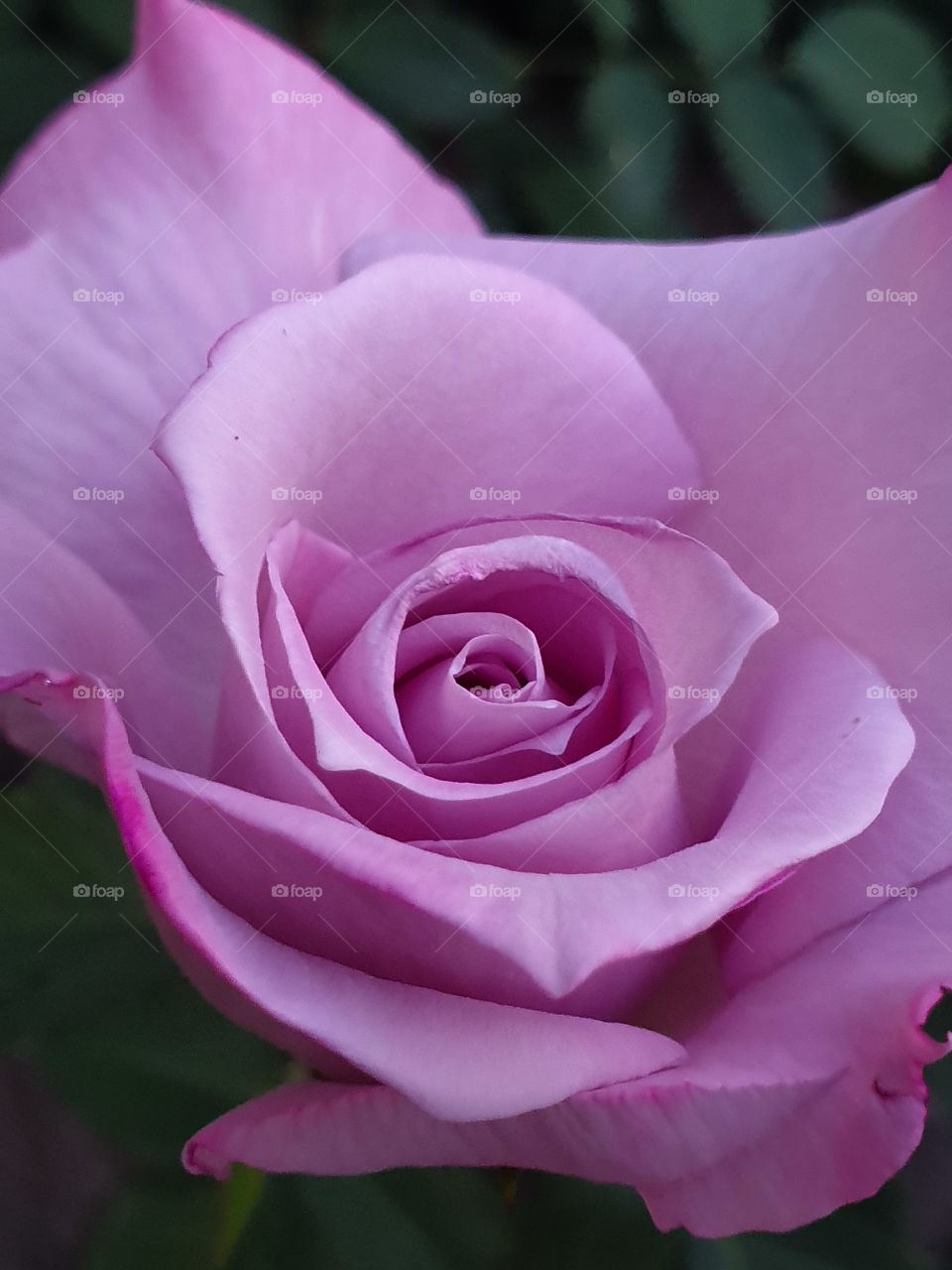 violet rose closeup like petal mug