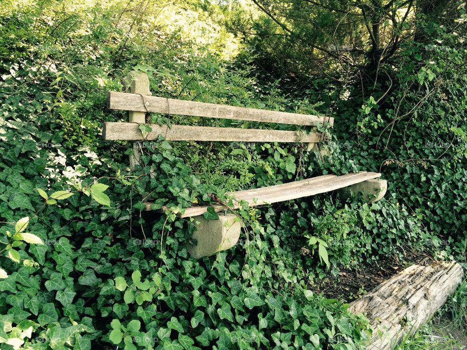 Park bench. Plants are starting to take over this unused park bench.

