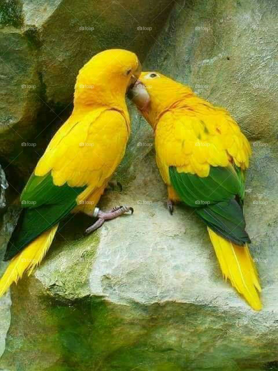lindinhos amarelinhos passarinhos