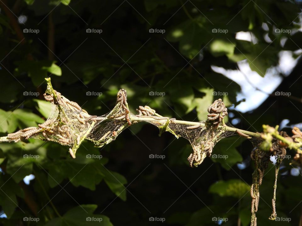 Caterpillars in a tree 