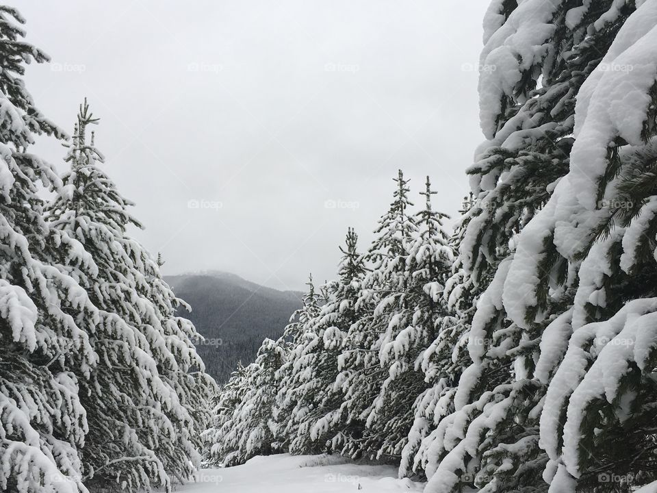 Snowy trees; nine mile
