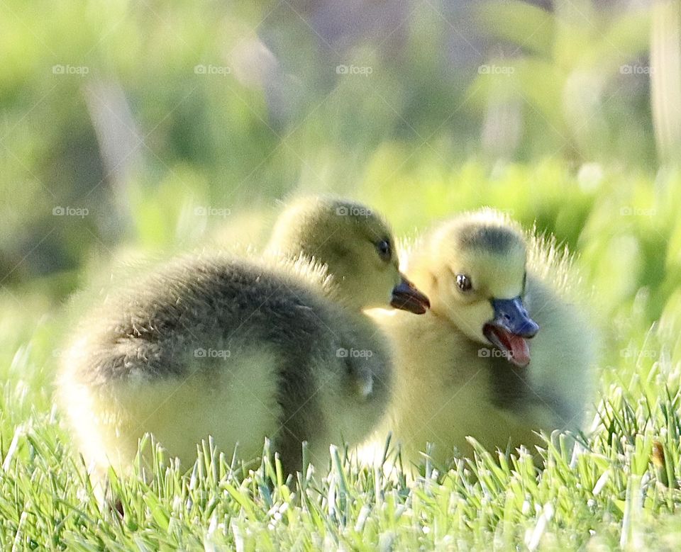 Darling baby goslings chatting away!! Perfect colors of spring!! 