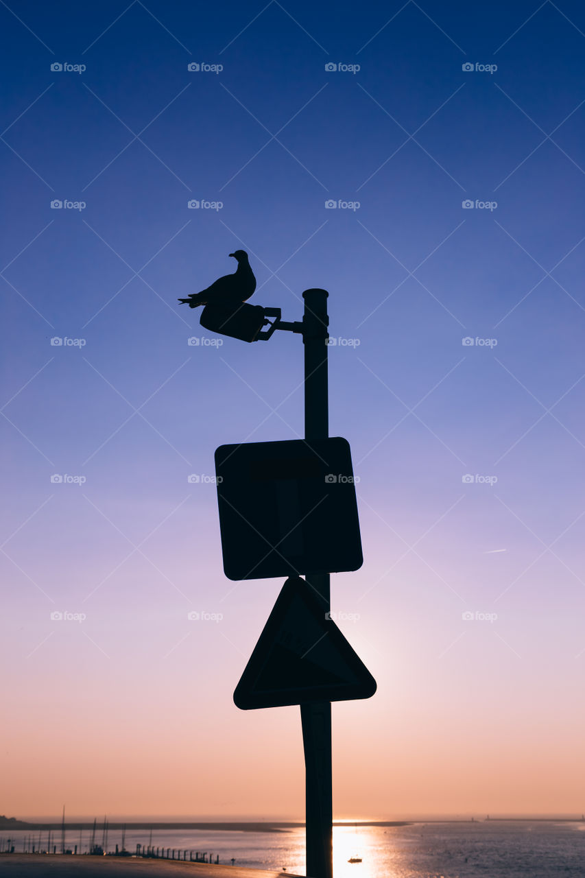 Silhouette of a seagull resting on top of a lamp post 
