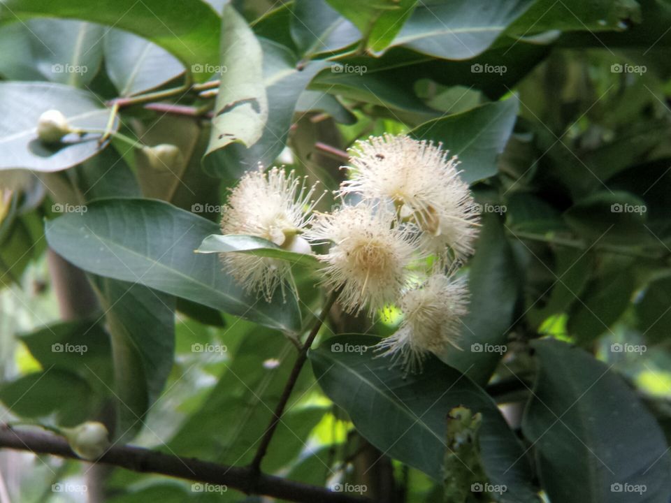 Fruit flower