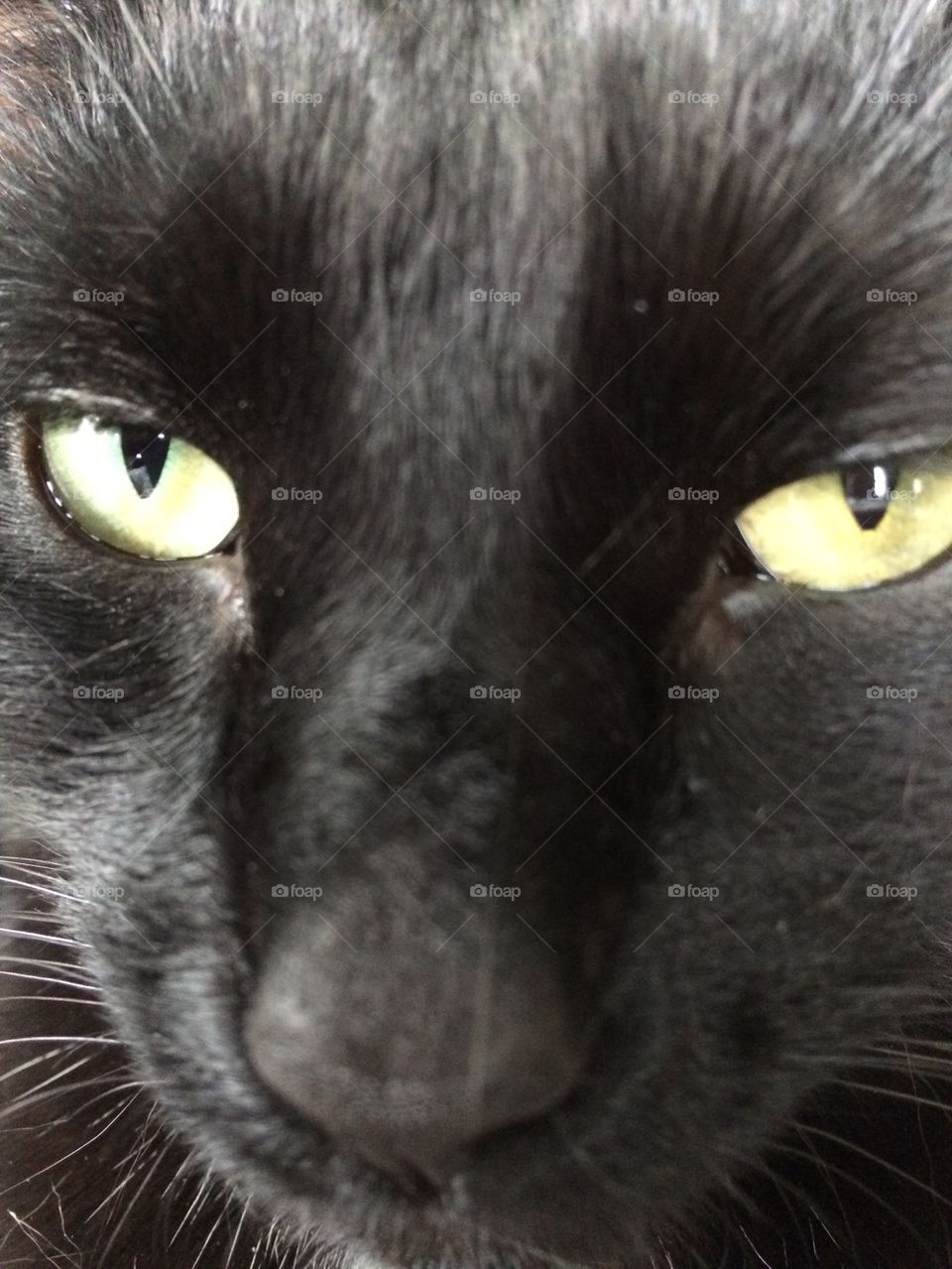Cats eyes