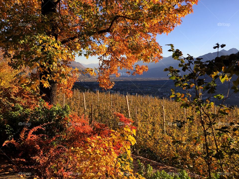 Autumn in South Tyrol