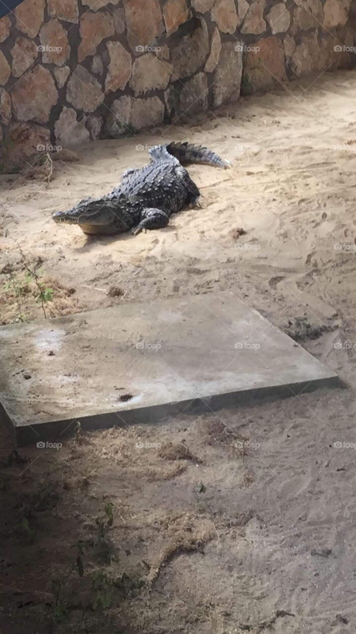 zoo park in paphos cyprus crocodile