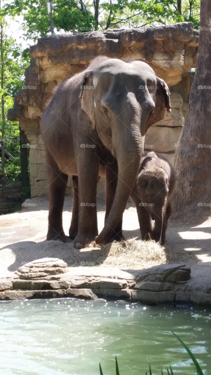 elephant size family 