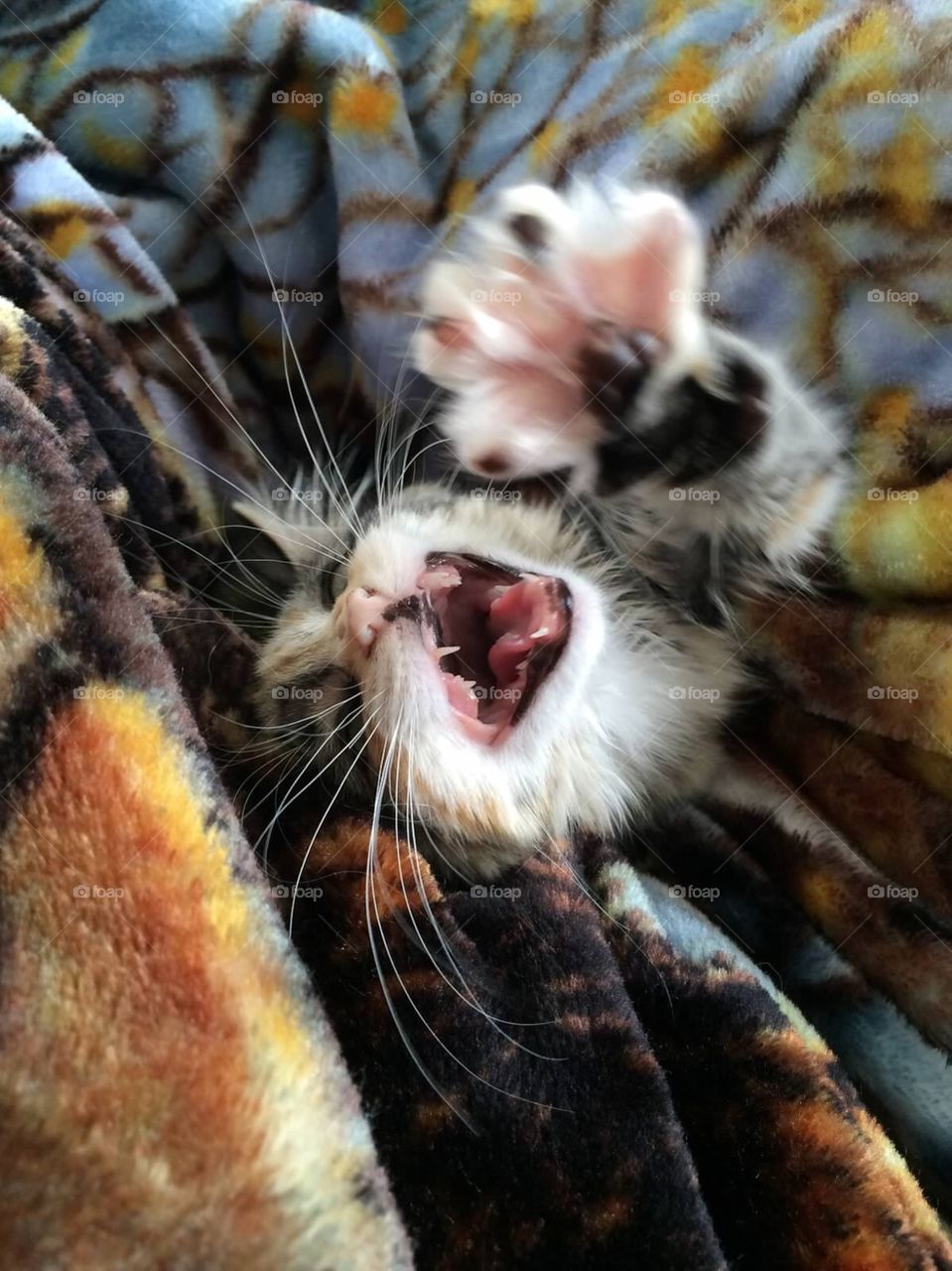 Yawn and claws