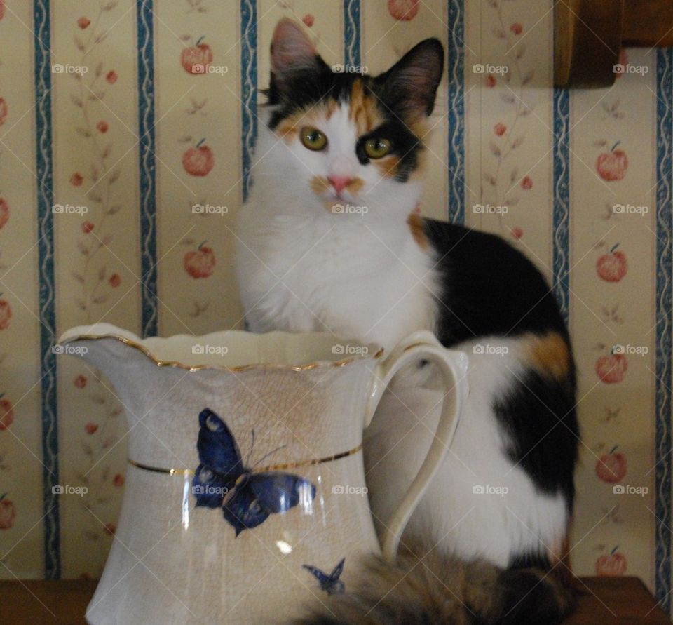 Calico cat antique pitcher