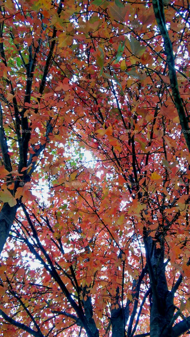 Fall, Leaf, Tree, Season, Nature