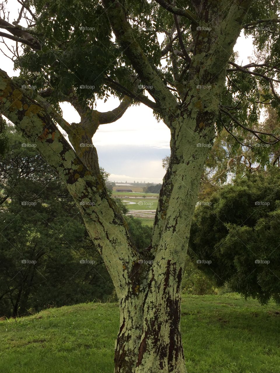 View through a split tree trunk 