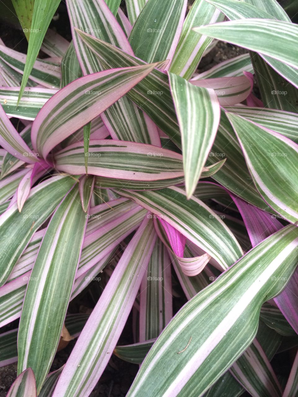 Interlocking pink and green leaves.
