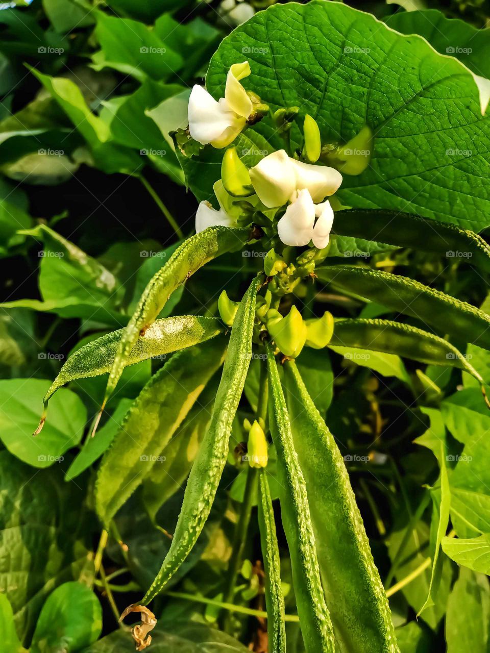 Beautiful sword bean nice looking image india