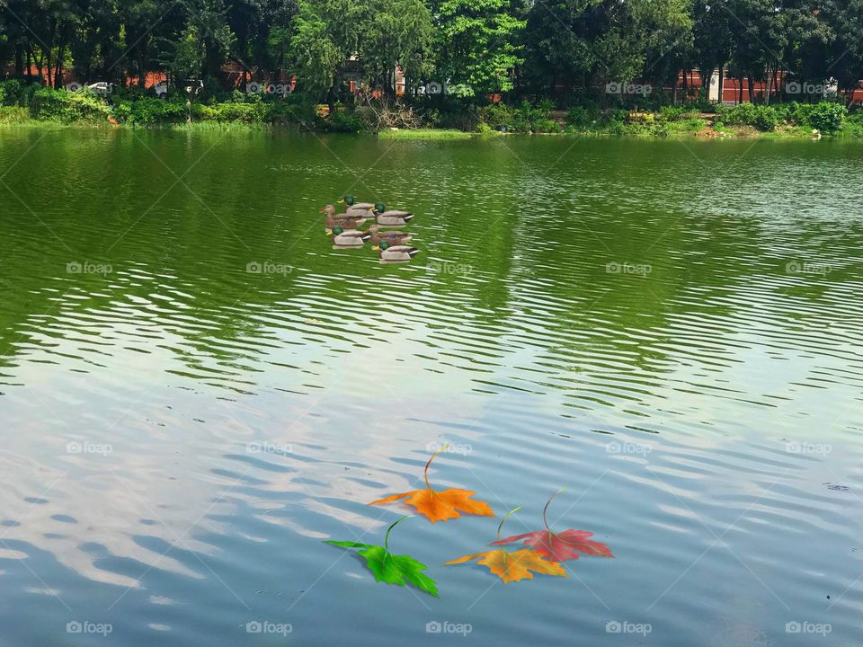 Lake of water ducks autumn leaves trees natural nature scenery 