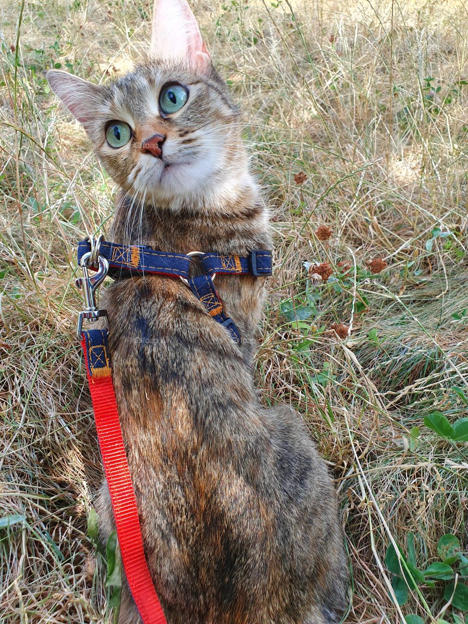 cat on a leash looking back