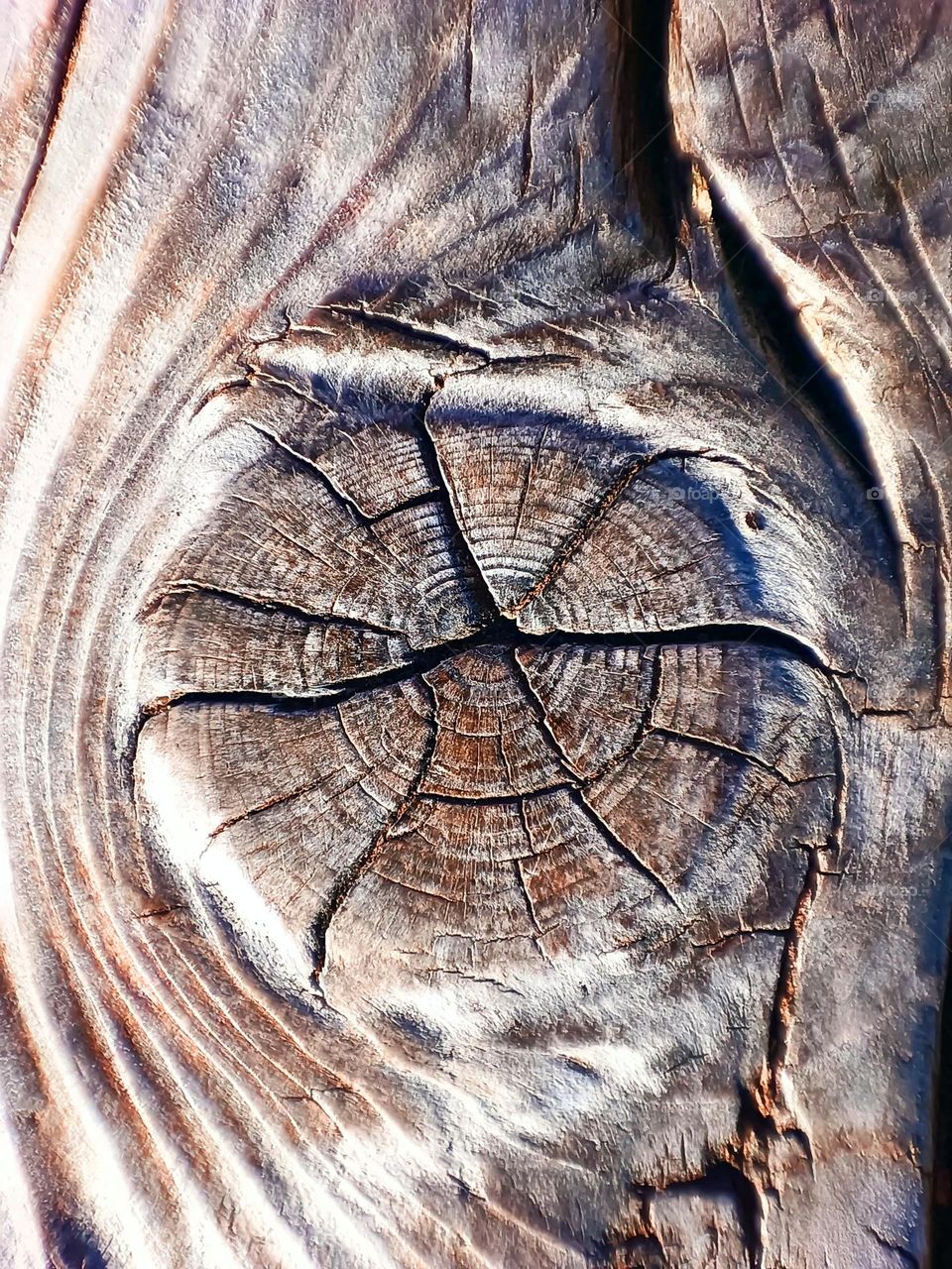 Tree knot