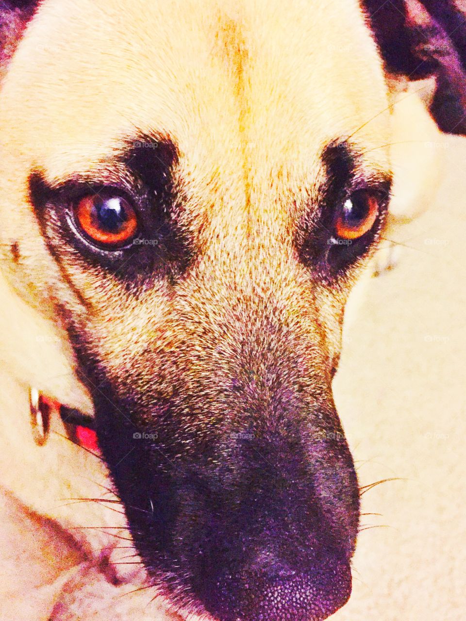 Close up of dog eyes 