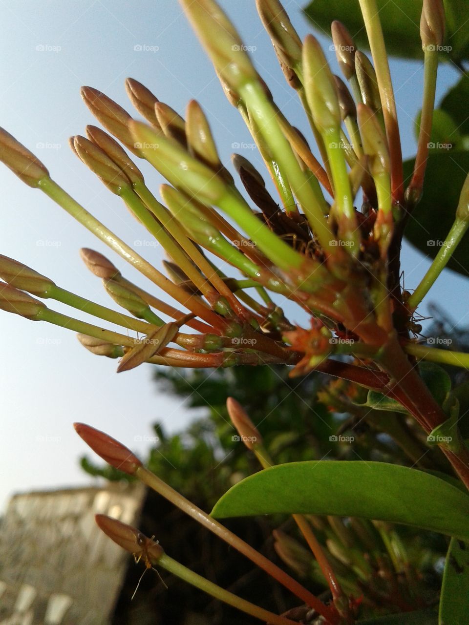 yet to bloom buds flower ant on bud spring-time early morning ants on buds flowering time