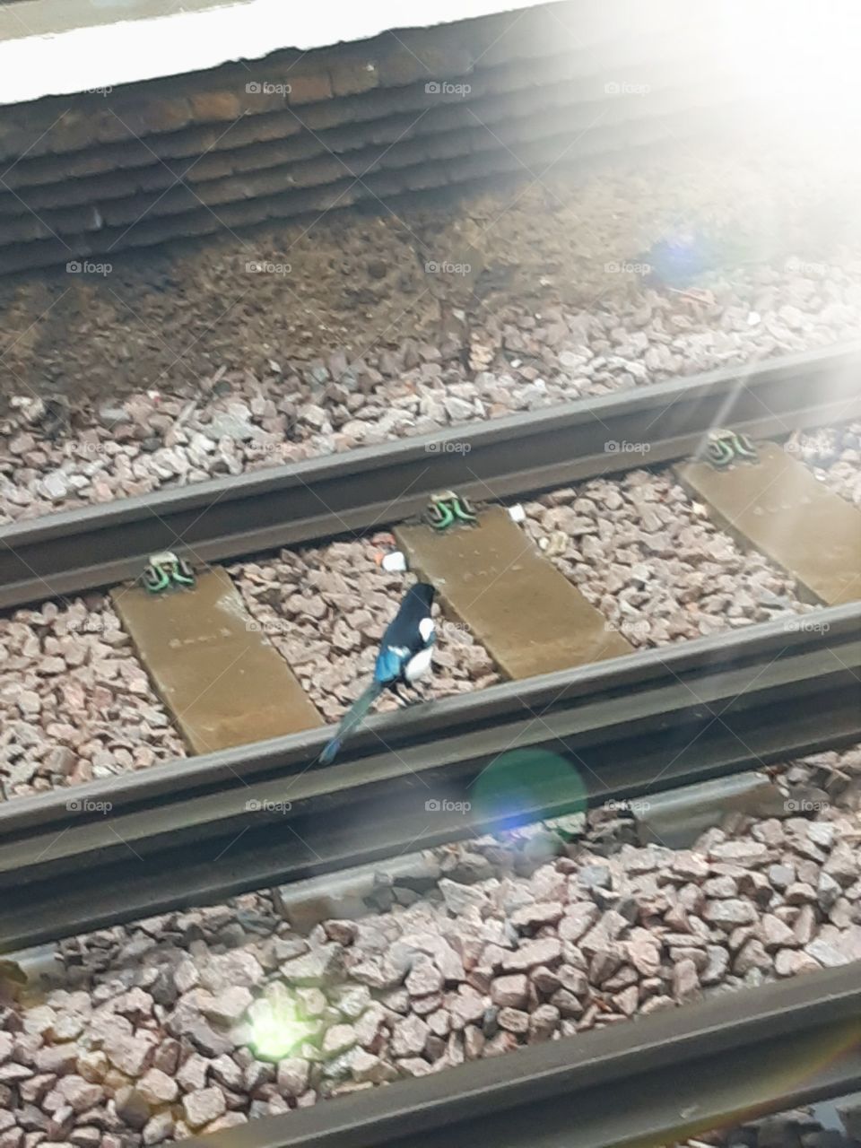magpie /bird on train tracks