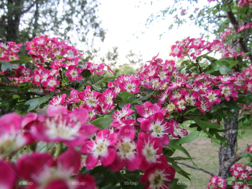 Pink flowers 