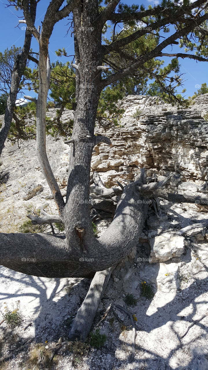 Curved Tree Yellowstone