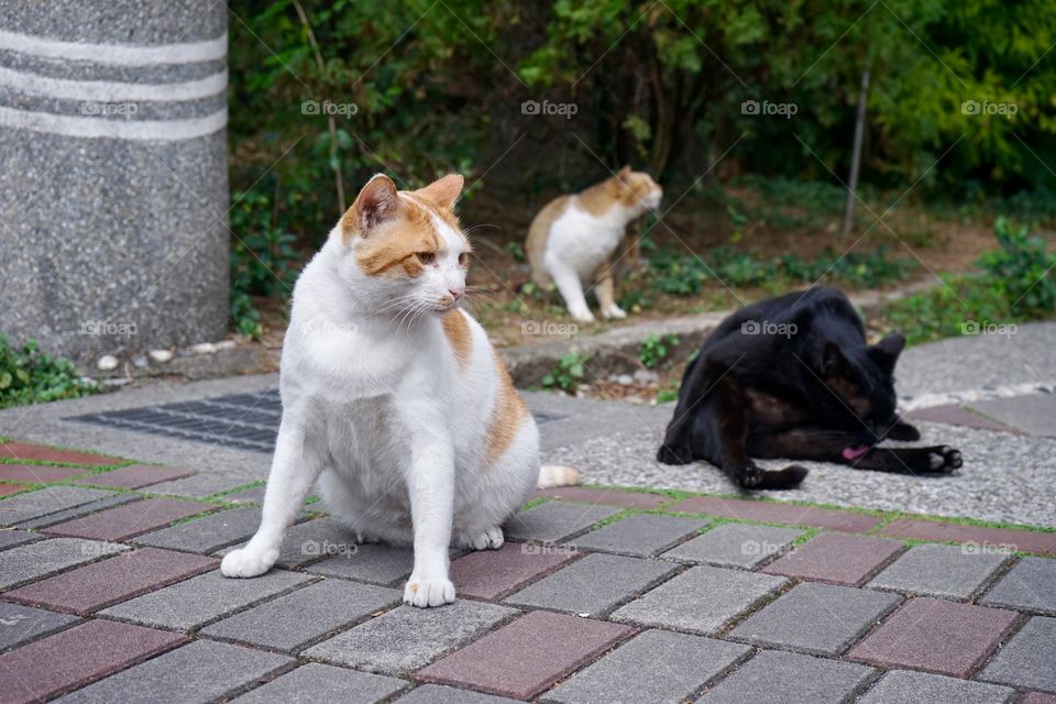 #四海兄弟 😺😼😸﻿
#Brothers﻿
﻿
﻿
﻿
﻿
﻿
﻿
﻿
#台灣 #Taiwan #Taipei #cat  #tgif #StreetPhotography #Cats #catsofinstagram #台灣 #フィルム #Taipei #Taiwan ﻿
 ﻿#北野武 #ビートたけし #TakeshiKitano