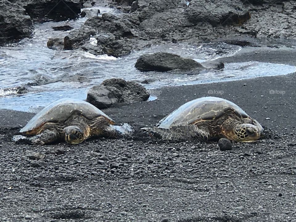 Turtles on the beach 
