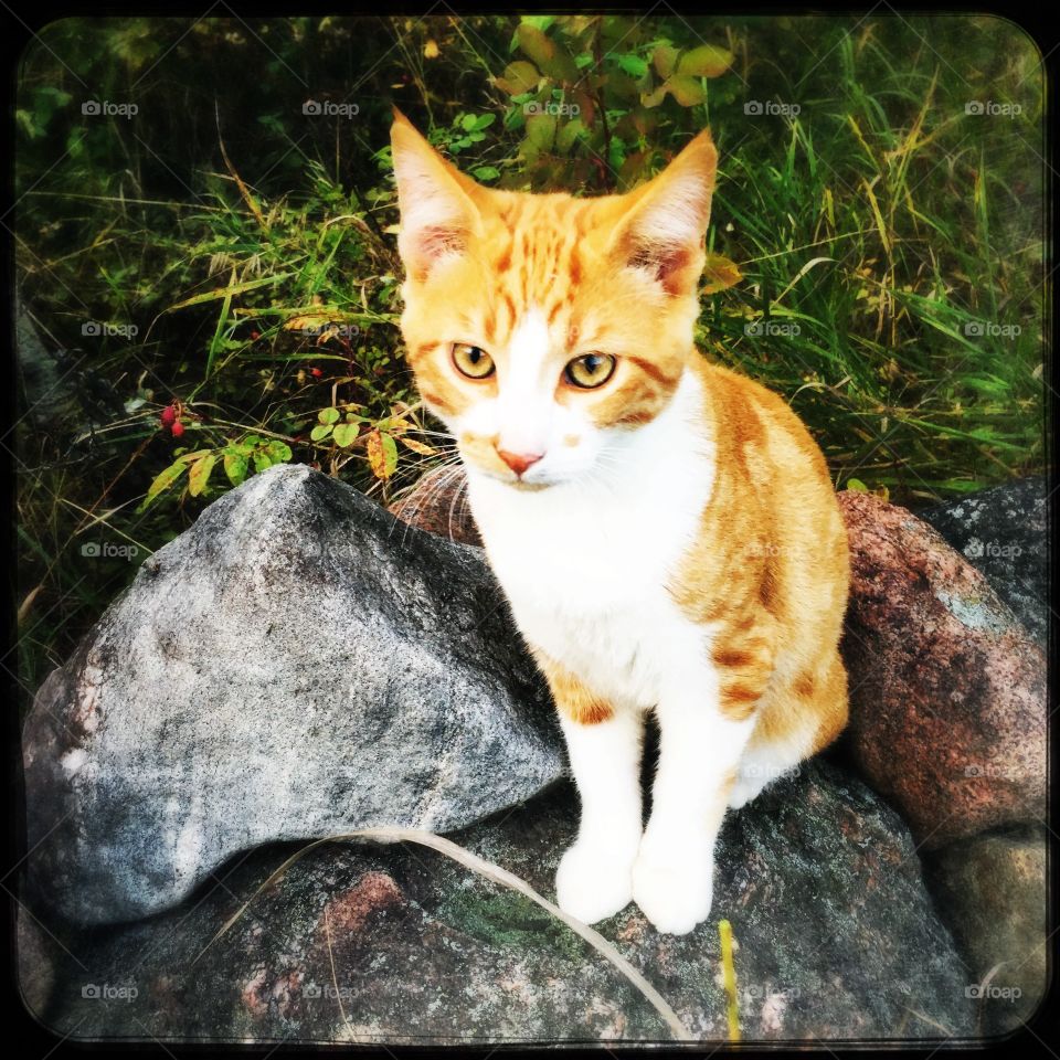 Tabby on the rock wall 