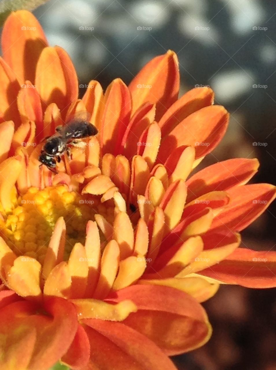 Bee steals from flower