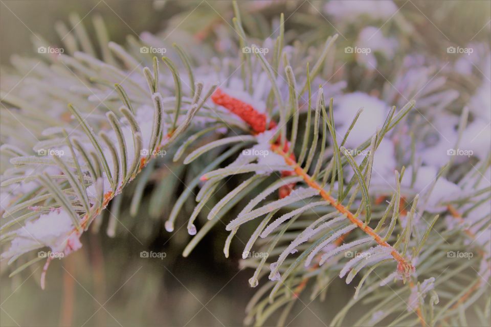 winter holiday season