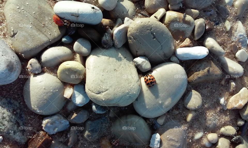 Ladybugs on the rocks