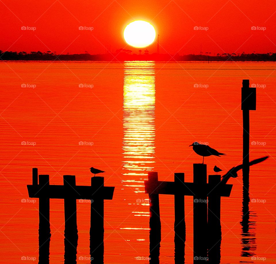 Birds sitting on the dock of the bay