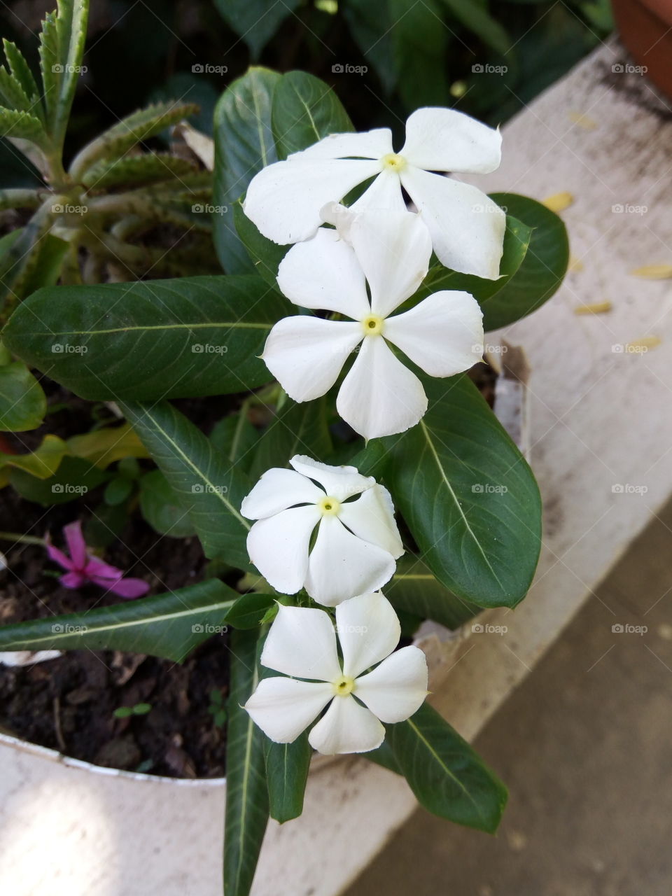 four white petals