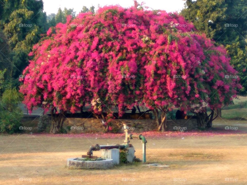 flower tree
