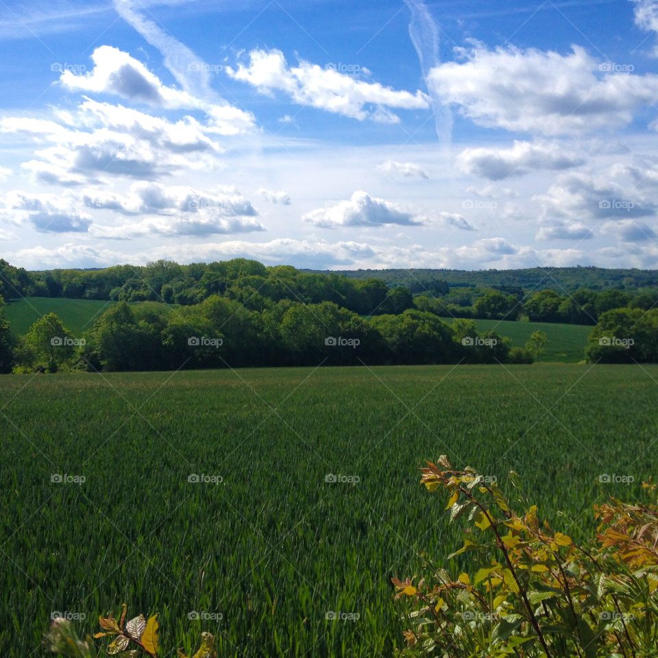 Green grassland against sky