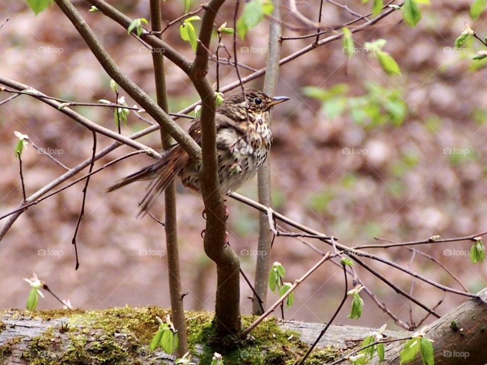 Forest in the evening