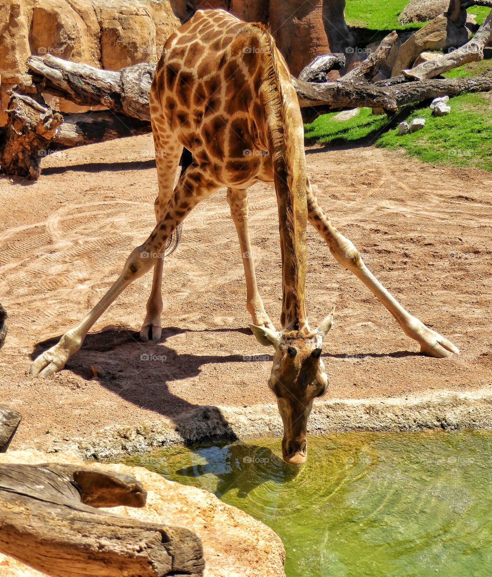 Thirsty Giraffe 