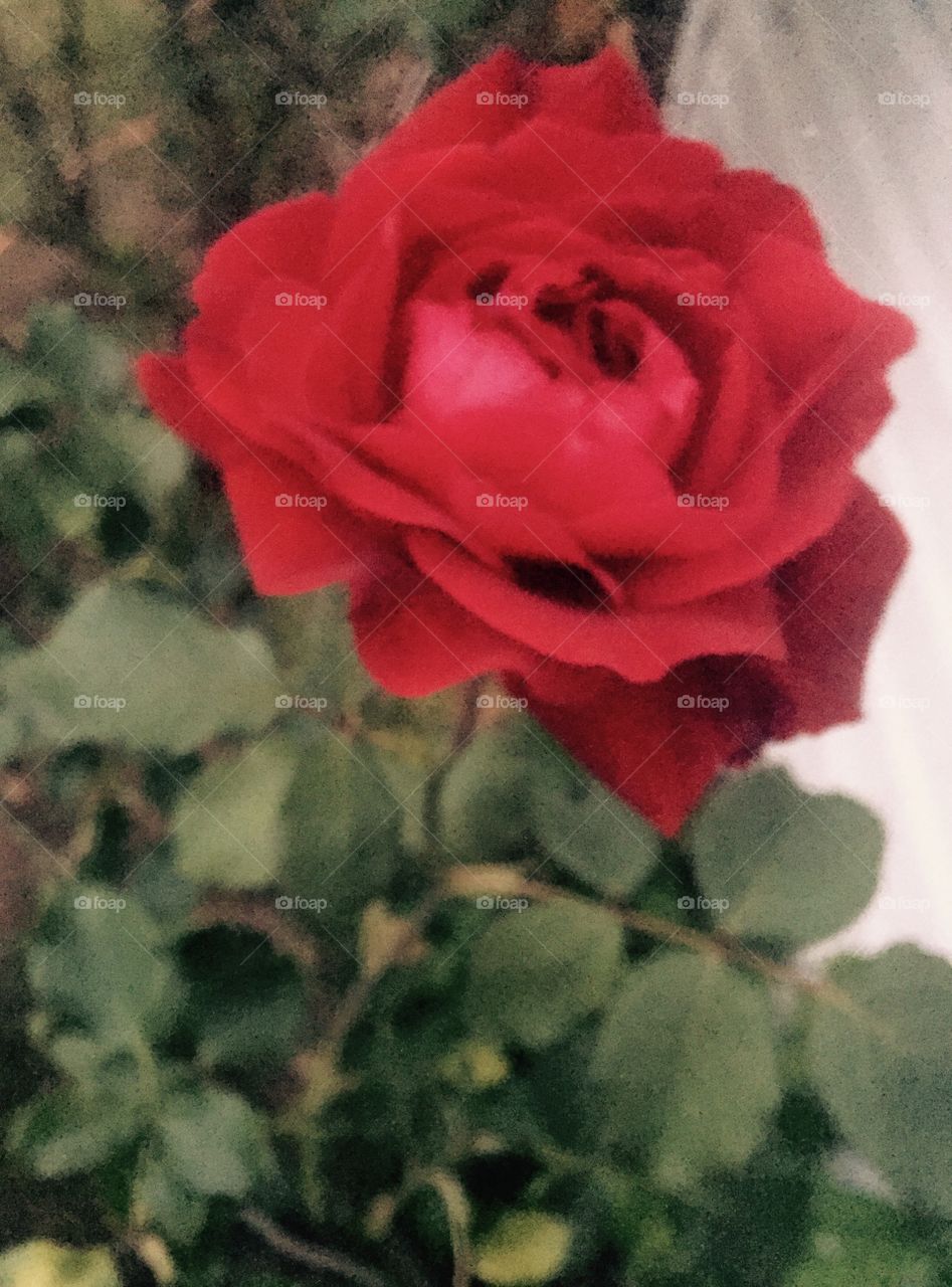 Beautiful red rose in my garden showing off.
