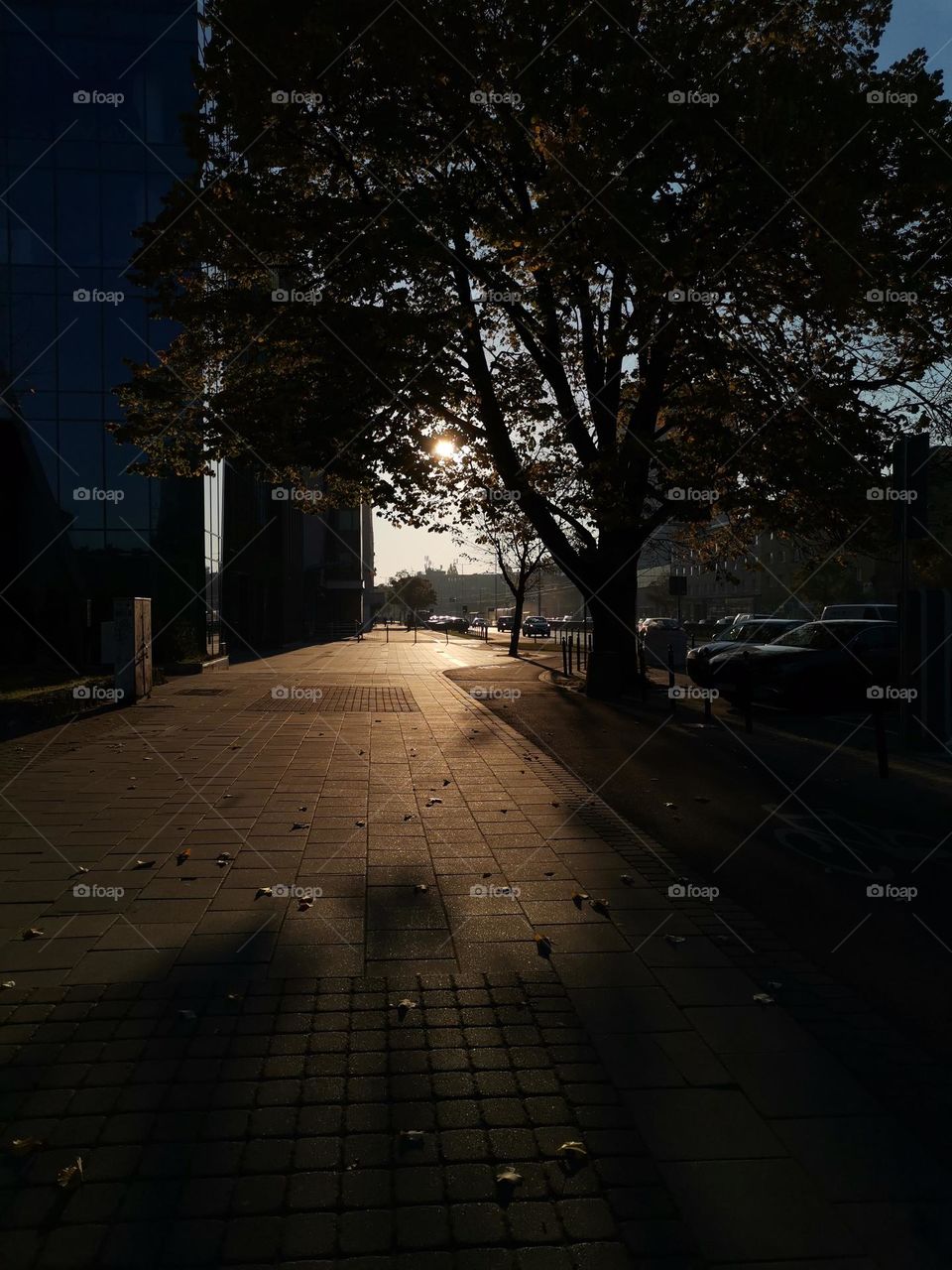 Sunny  Autumn  View   of   Gdańsk  Street  during   Morning  Walk

30102021
Polska
